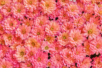 Pink Garden Chrysanthemums