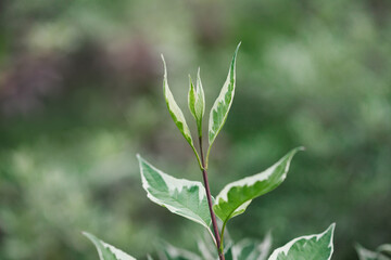New spring, fresh growing green leaves, blurred background