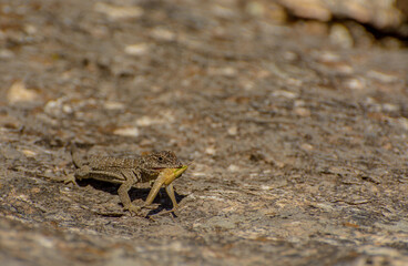Iguana de cobre, Pristidactylus casuhatiensis