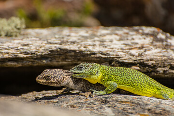 Iguana de cobre, Pristidactylus casuhatiensis