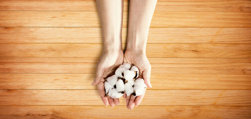 Female hands holding cotton flowers - flat lay