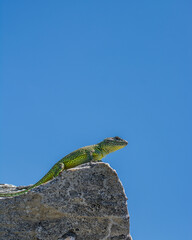 Iguana de cobre macho © NoraliDiaz