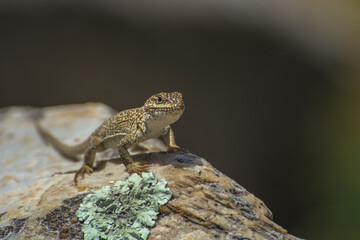 Iguana de cobre juvenil