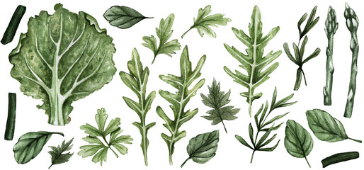 A set of useful greenery painted by watercolor. Lettuce leaf, arugula, spinach, parsley, cilantro, beans.Healthy vegetarian food