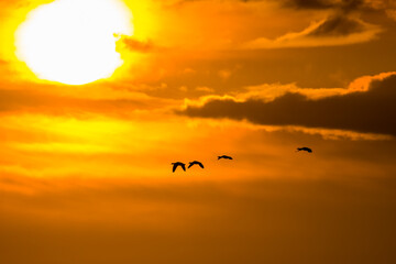 Flying birds against the setting sun - Barycz Valley. Birds in the air, freedom and independence