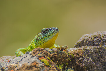 Iguana de cobre macho