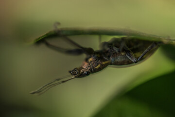 Silueta de escarabajo en el jardín