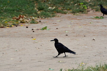 Big crow walking in the park, bird