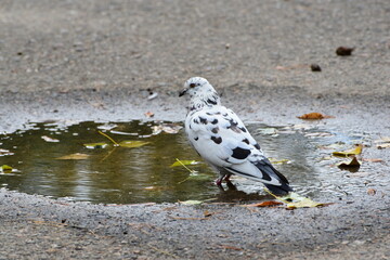 Black and white pigeon  at the puddle , autumn season
