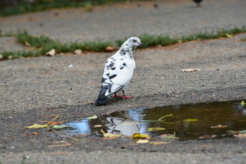 Black and white pigeon  at the puddle , autumn season