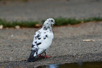 Black and white pigeon  at the puddle , autumn season