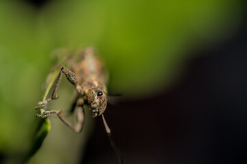 Insecto escarabajo
