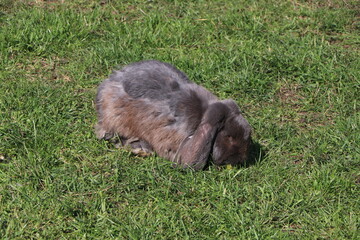 fluffy rabbit sitting on the grass