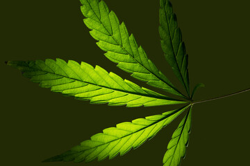 leuchtendes Blatt einer Marihuana Pflanze