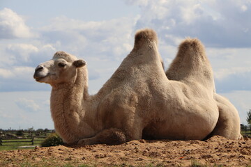 a two-humped camel lies on the sand against a background of clouds