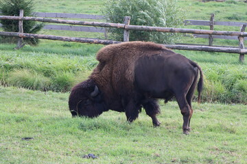 American bison grazing on a pasture on a farm