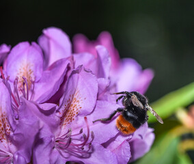 Hummel auf lila Rhododendron Blüte