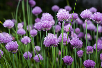 viele lila Blüten von Schnittlauch