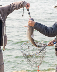 Two Asian men with fish lip gripper and landing net catching the catfish in Texas, USA