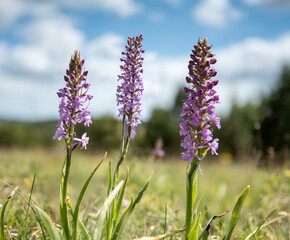 drei rosa Lupinen Blüten auf einer Wiese