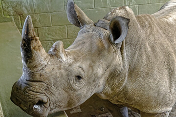 Rhino close up