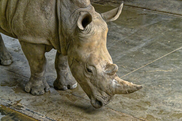 Rhino close up