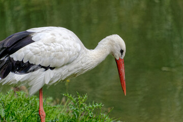 white stork in the grass