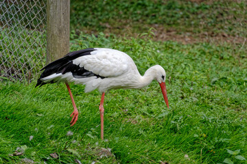 stork in the grass