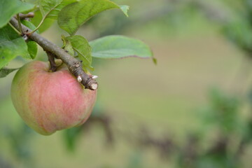 Florance Court, Ireland, National Trust