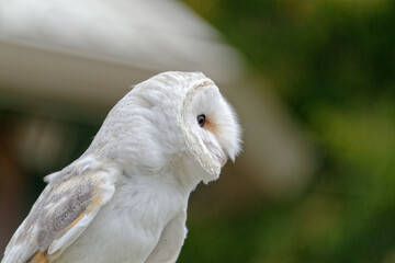 White barn owl close up