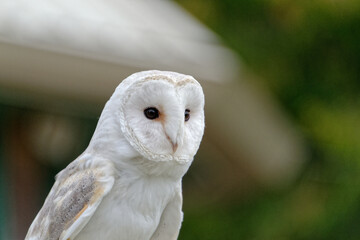 White barn owl close up