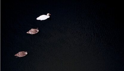 Swan with chicks swimming in sea view from above