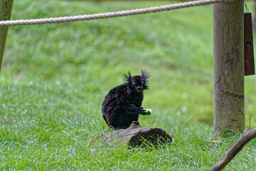 Lemur on green grass