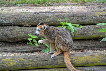 Close up of a brown Lemur