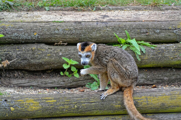 Close up of a brown Lemur