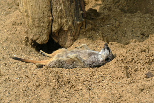 Meerkat Sleeping In The Sun