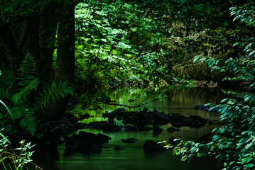 dunkler grüner Wald mit Fluss und Sonnenlicht