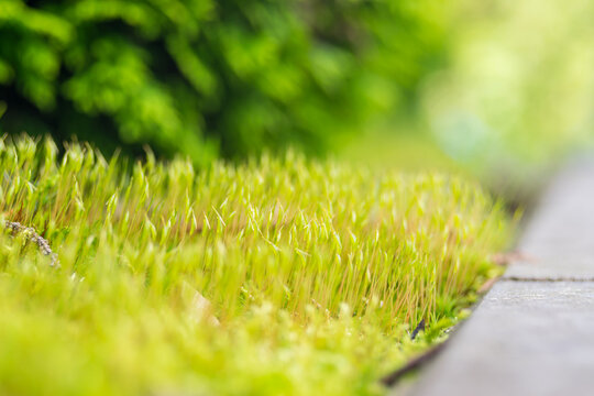 Polytrichum, Haircap Moss Or Hair Moss 