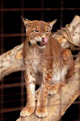 Un lynx se lèche le nez, il est en cage. Il est assis sur un tronc d´arbre mort.