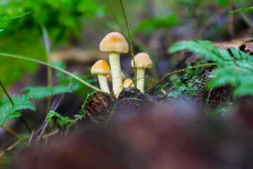 Small, inedible forest mushrooms in a Polish forest