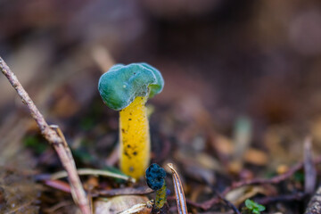  Leotia viscosa, rare green and gold fungus