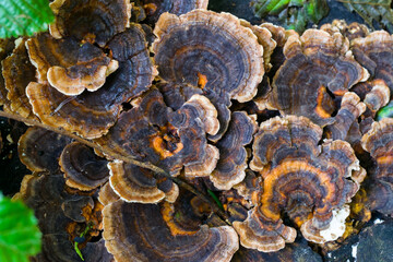 Polypores, bracket fungi or shelf fungi, on wood