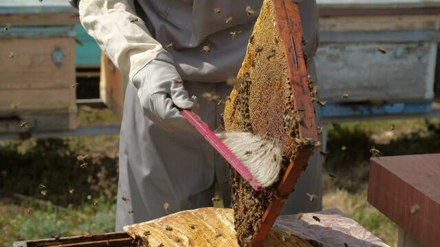 Small business and organic food production concept. Beekeeper on apiary is working with bees and beehives on the apiary