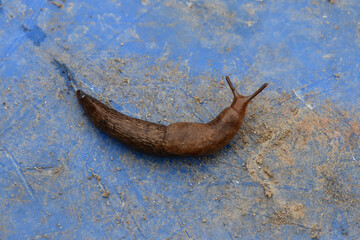 an ordinary garden slug in close-up on a dirty plastic blue surface. a gastropod without a shell