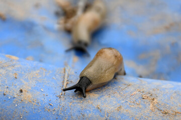 an ordinary garden slug in close-up on a dirty plastic blue surface. a gastropod without a shell