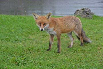 Naklejka na ściany i meble Fox in Ireland