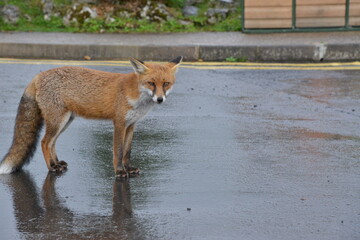 Fox in Ireland