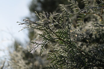 Spider web with dew drops, gossamer, cobweb in late summer on thuja branches, morning sunshine.