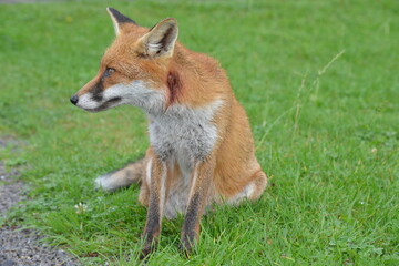 Fox in Ireland