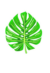 Monstera leaf, big tropical plant illustration